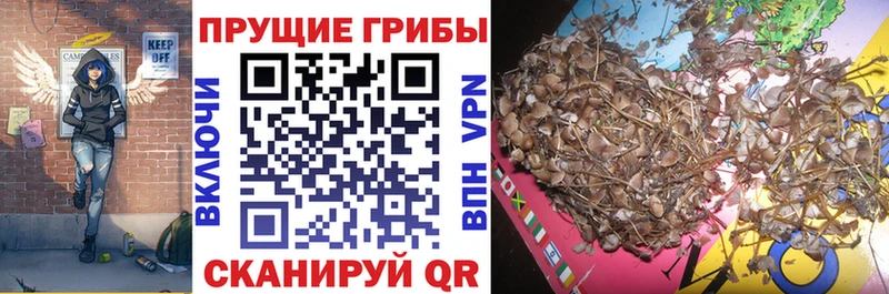 Галлюциногенные грибы прущие грибы Дальнереченск